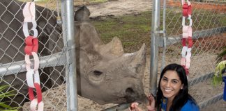 Endangered black rhinoceros celebrates milestone birthday Endangered black rhinoceros celebrates milestone birthday