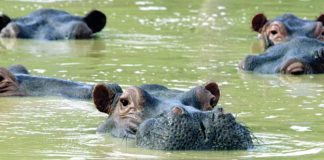 Beloved Colombian hippos pose environmental dilemma