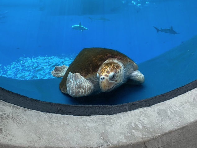 Loggerhead turtle new resident of Phillip and Patricia Frost Museum