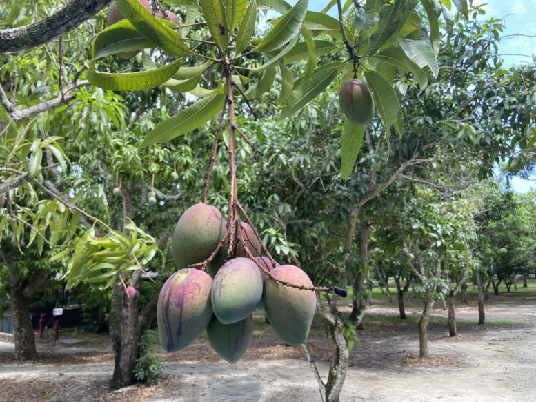 Haden Mango Tree