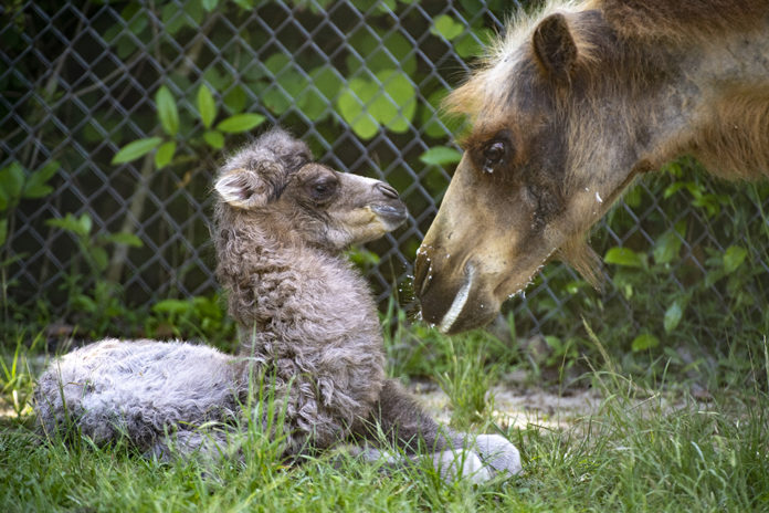 Zoo Miami announces birth of endangered Bactrian camel
