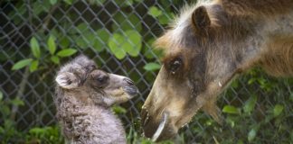 Zoo Miami announces birth of endangered Bactrian camel Zoo Miami announces birth of endangered Bactrian camel
