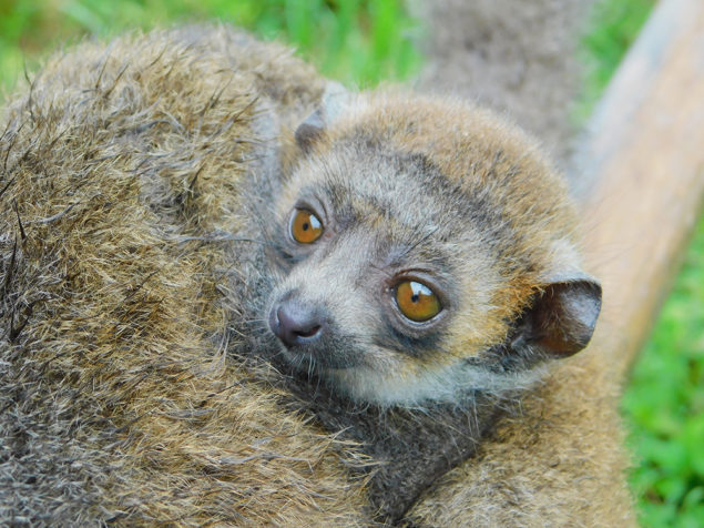 Endangered Mongoose lemur first to be born at Zoo Miami