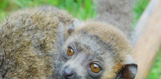 Endangered Mongoose lemur first to be born at Zoo Miami Endangered Mongoose lemur first to be born at Zoo Miami
