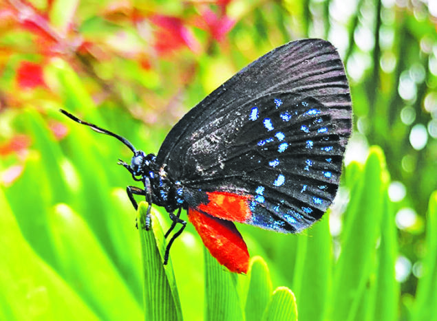 Audubon Bird-Friendly Garden Photo Contest names winner