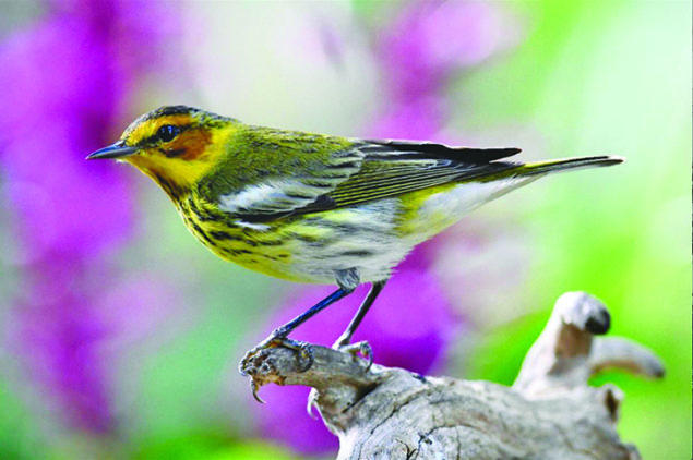 Audubon Bird-Friendly Garden Photo Contest names winner