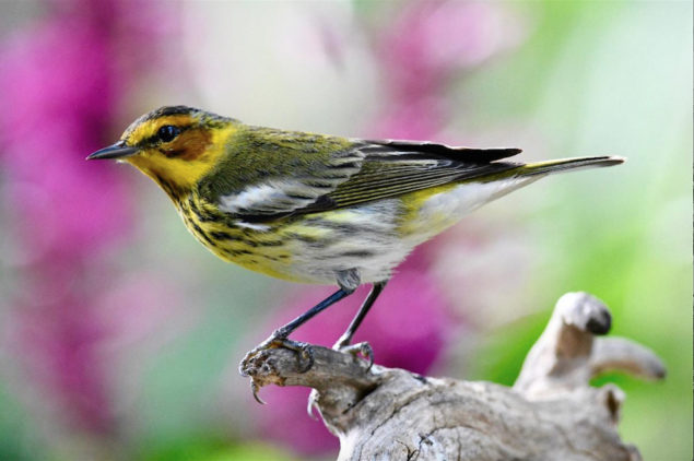 Audubon Bird-Friendly Garden Photo Contest names winner