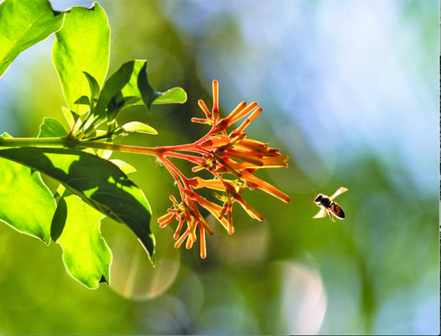 Audubon Bird-Friendly Garden Photo Contest names winner