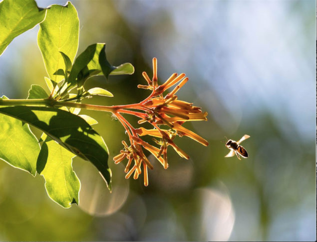 Audubon Bird-Friendly Garden Photo Contest names winner