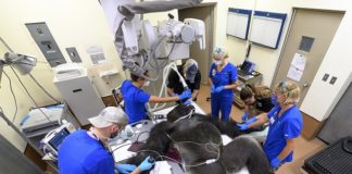 Gorilla treated for bite wounds and receives COVID-19 tests “Shango,” a 31-year-old male lowland gorilla was immobilized and transported to the Zoo Miami animal hospital recentl;y for treatment of several wounds that were inflicted by his 26-year-old brother, “Barney,” during a confrontation. He also received X-rays, vaccinations, an ultrasound, a TB test and a bronchoscopy as part of the zoo’s overall preventative medicine program. In addition, because of the detection of a low grade fever and in an abundance of caution, COVID-19 tests were also administered. The results of those tests were negative. Both Shango and Barney were born at the San Francisco Zoo and arrived at Zoo Miami in May of 2017. Since their arrival, they have resided together at the zoo’s gorilla habitat. Conflicts between adult male gorillas in bachelor groups are not uncommon. However, most consist of a lot of posturing and rarely result in serious injury. There was some actual physical contact during the last confrontation between the two brothers that resulted in bite wounds. Though most injuries that occur during these confrontations do not require immobilization, Shango was observed being very protective of the arm where the most serious bite occurred and his behavior indicated to the staff that closer examination was warranted. Once the 433-pound great ape was safely immobilized, the Animal Health Team was able to clean and treat the bite wounds which were quite deep but did not appear to result in any permanent damage. Because of the strength of adult male gorillas and the power of their bite, x-rays were performed to ensure that there was no skeletal damage. None of the tests or procedures performed indicated any abnormalities and Shango recovered well from the anesthesia. He has since been returned to the gorilla area where he will be closely monitored as he continues to heal. No decision has been made on when Shango will be reintroduced to Barney as that will depend on behavioral assessments made by the staff combined with the healing progress of his injuries.