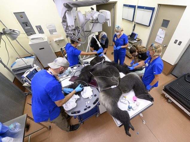 “Shango,” a 31-year-old male lowland gorilla was immobilized and transported to the Zoo Miami animal hospital recentl;y for treatment of several wounds that were inflicted by his 26-year-old brother, “Barney,” during a confrontation. He also received X-rays, vaccinations, an ultrasound, a TB test and a bronchoscopy as part of the zoo’s overall preventative medicine program.  In addition, because of the detection of a low grade fever and in an abundance of caution, COVID-19 tests were also administered. The results of those tests were negative. Both Shango and Barney were born at the San Francisco Zoo and arrived at Zoo Miami in May of 2017. Since their arrival, they have resided together at the zoo’s gorilla habitat.   Conflicts between adult male gorillas in bachelor groups are not uncommon. However, most consist of a lot of posturing and rarely result in serious injury. There was some actual physical contact during the last confrontation between the two brothers that resulted in bite wounds. Though most injuries that occur during these confrontations do not require immobilization, Shango was observed being very protective of the arm where the most serious bite occurred and his behavior indicated to the staff that closer examination was warranted. Once the 433-pound great ape was safely immobilized, the Animal Health Team was able to clean and treat the bite wounds which were quite deep but did not appear to result in any permanent damage. Because of the strength of adult male gorillas and the power of their bite, x-rays were performed to ensure that there was no skeletal damage. None of the tests or procedures performed indicated any abnormalities and Shango recovered well from the anesthesia. He has since been returned to the gorilla area where he will be closely monitored as he continues to heal. No decision has been made on when Shango will be reintroduced to Barney as that will depend on behavioral assessments made by the staff combined with the healing progress of his injuries. 