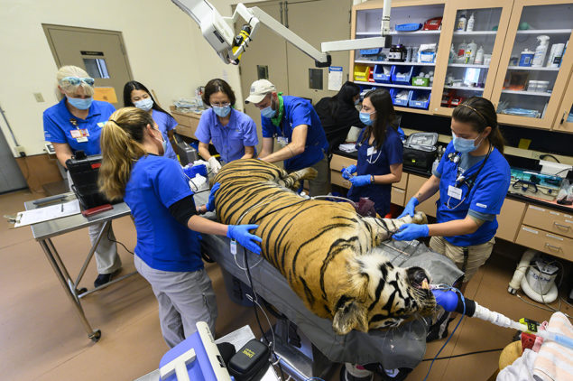 Sumatran tiger at Zoo Miami undergoes reproductive evaluation, other tests