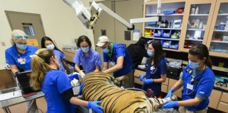 Sumatran ,tiger,Zoo ,Miami, undergoes ,reproductive, evaluation, tests Sumatran tiger at Zoo Miami undergoes reproductive evaluation, other tests