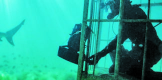 FIU scientists star in 5 new SharkFest shows on National Geographic FIU scientists star in 5 new SharkFest shows on National Geographic