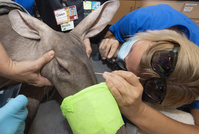 Zoo Miami's aardvark and koala undergo CT scans