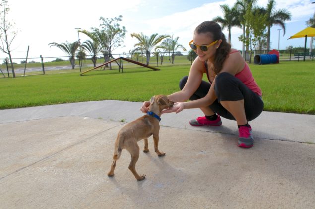 Your furry friends are welcome to return to appropriate dog parks.