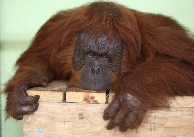 Jungle Island finds a new loving home for park’s orangutan family