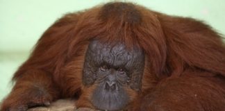 Jungle Island finds a new loving home for park’s orangutan family Jungle Island finds a new loving home for park’s orangutan family