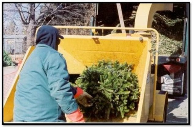 Christmas tree recycling program