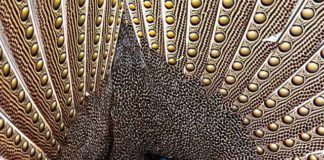 NWF announces the winners of 49th annual National Wildlife Photo Contest NWF announces the winners of 49th annual National Wildlife Photo Contest