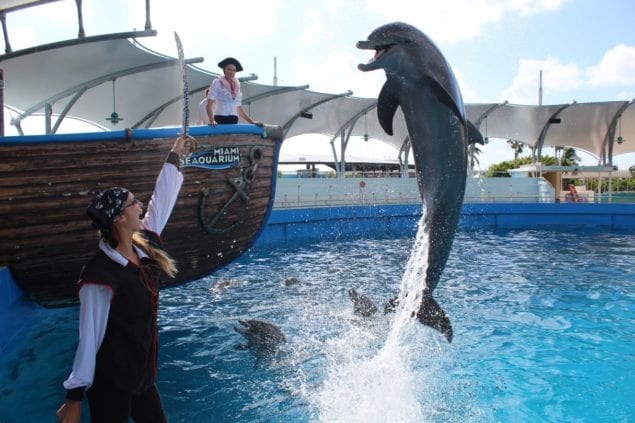 Miami Seaquarium reopens with new health guidelines