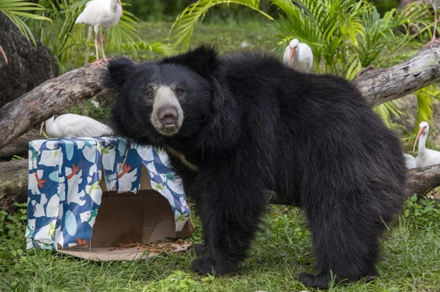 Zoo Miami animals also get into holiday spirit