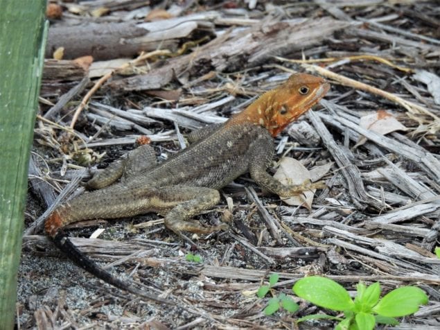 Latest non-native lizard to expand in state, UF/IFAS scientists warn