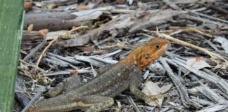 Latest non-native lizard to expand in state, UF/IFAS scientists warn Latest non-native lizard to expand in state, UF/IFAS scientists warn
