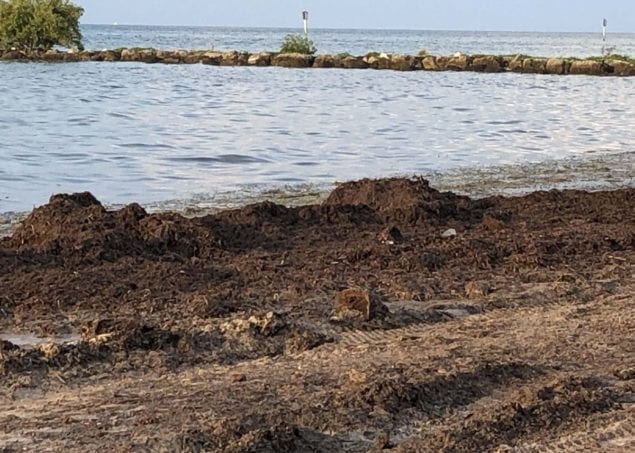 Can sargassum seaweed serve  as green solution to topsoil?