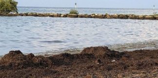 Can sargassum seaweed serve as green solution to topsoil? Can sargassum seaweed serve as green solution to topsoil?