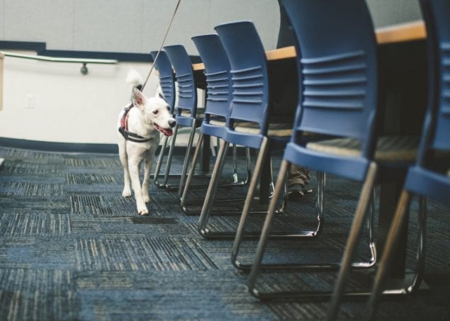 FIU is training dogs to detect COVID-19