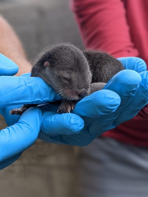 Three North American river otters born at Zoo Miami