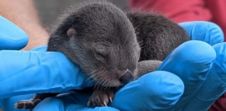 Three North American river otters born at Zoo Miami Three North American river otters born at Zoo Miami