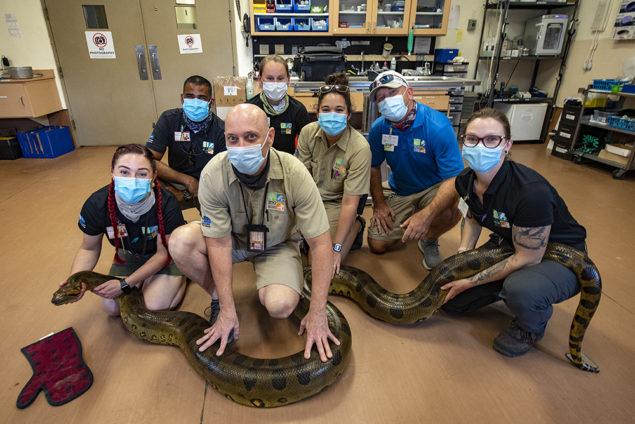 It takes a team to give a 13-foot anaconda a checkup.