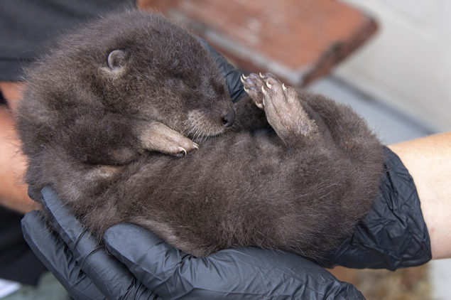 North American river otter babies receive first official neonatal exam