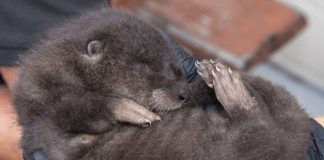 North American river otter babies receive first official neonatal exam North American river otter babies receive first official neonatal exam