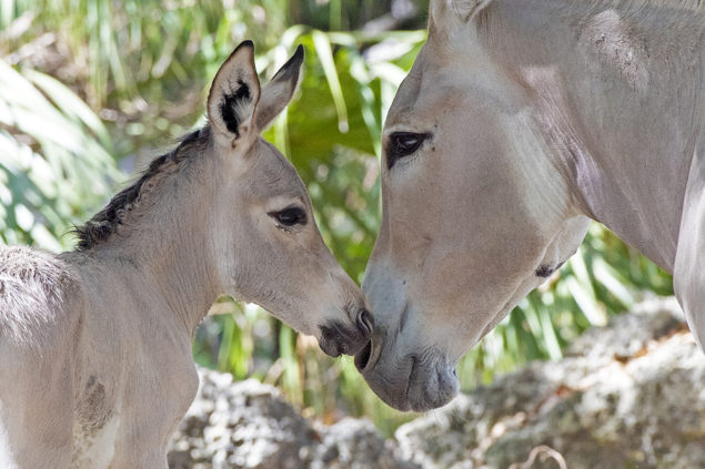 Critically endangered Somali Wild Ass born at Zoo Miami