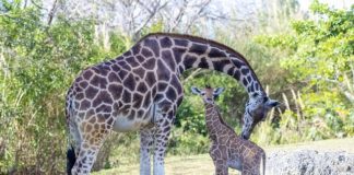 As one baby giraffe makes zoo debut, another is born As one baby giraffe makes zoo debut, another is born