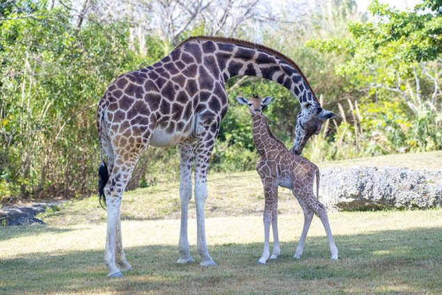 As one baby giraffe makes zoo debut, another is born