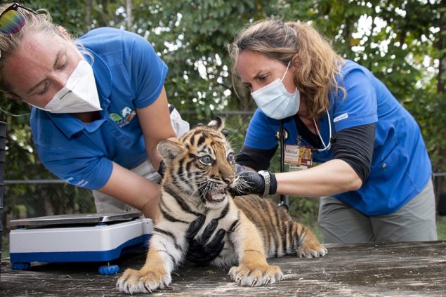 Zoo Miami announces birth of endangered Sumatran tiger