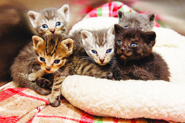 'Kitten Season' is anything but cute for local animal shelters