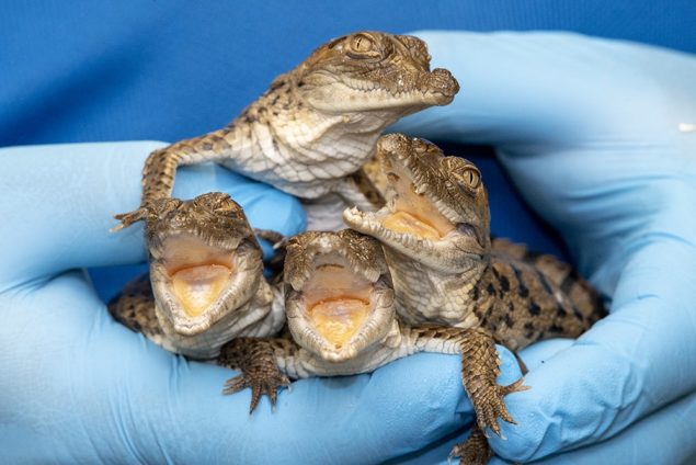Endangered Orinoco crocodiles hatch at Zoo Miami in time for Mother’s Day