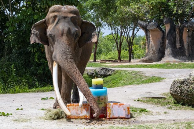 Patriarch elephant celebrates special birthday at Zoo Miami