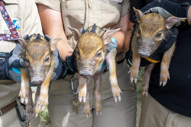 Three little pigs hogging attention at Zoo Miami