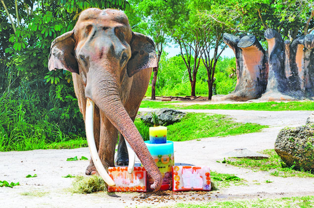 Patriarch elephant celebrates special birthday at Zoo Miami