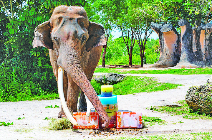 Patriarch elephant celebrates special birthday at Zoo Miami | Miami's