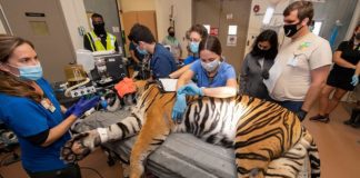 Zoo’s 13-year-old Sumatran tiger undergoes reproductive evaluation Zoo's 13-year-old Sumatran tiger undergoes reproductive evaluation