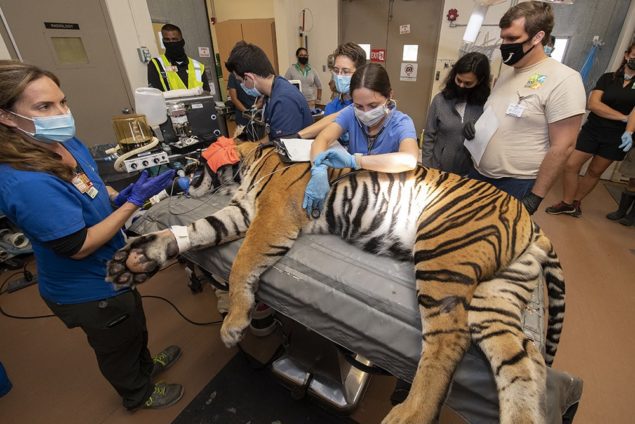 Zoo's 13-year-old Sumatran tiger undergoes reproductive evaluation