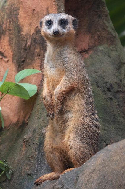 Zoo Miami mourns recent passing of meerkat 'Gizmo'