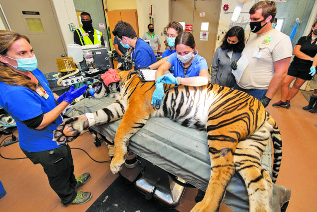 Zoo's 13-year-old Sumatran tiger undergoes reproductive evaluation